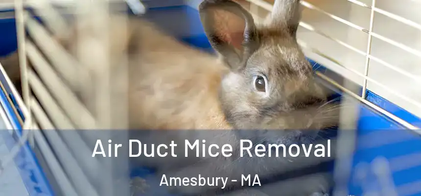  Air Duct Mice Removal Amesbury - MA